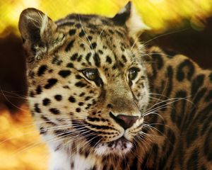 Preview wallpaper leopard, face, spotted, big cat, predator