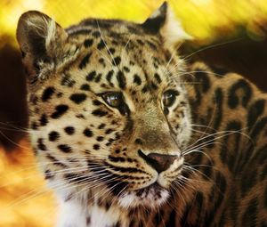 Preview wallpaper leopard, face, spotted, big cat, predator