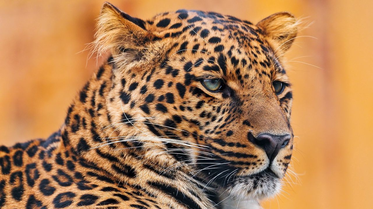 Wallpaper leopard, face, spotted, look