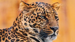Preview wallpaper leopard, face, spotted, look