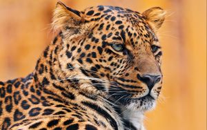 Preview wallpaper leopard, face, spotted, look