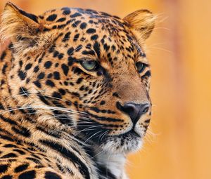 Preview wallpaper leopard, face, spotted, look