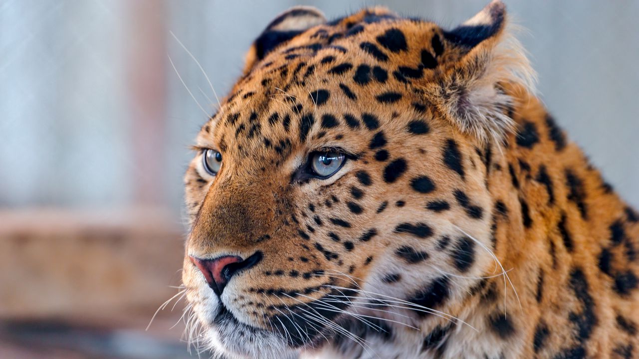 Wallpaper leopard, face, spotted, predator
