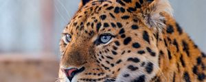 Preview wallpaper leopard, face, spotted, predator