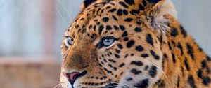 Preview wallpaper leopard, face, spotted, predator