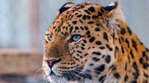 Preview wallpaper leopard, face, spotted, predator