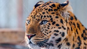 Preview wallpaper leopard, face, spotted, predator