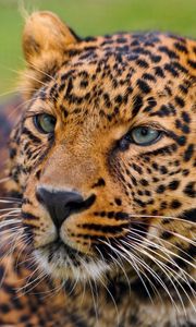 Preview wallpaper leopard, face, spotted, predator, big cat