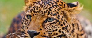 Preview wallpaper leopard, face, spotted, predator, big cat