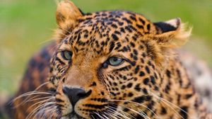 Preview wallpaper leopard, face, spotted, predator, big cat