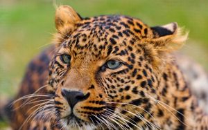 Preview wallpaper leopard, face, spotted, predator, big cat