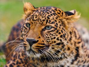 Preview wallpaper leopard, face, spotted, predator, big cat