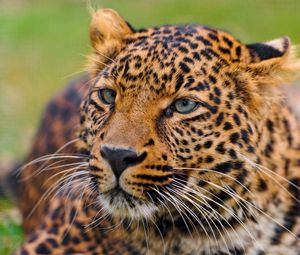 Preview wallpaper leopard, face, spotted, predator, big cat