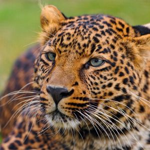 Preview wallpaper leopard, face, spotted, predator, big cat