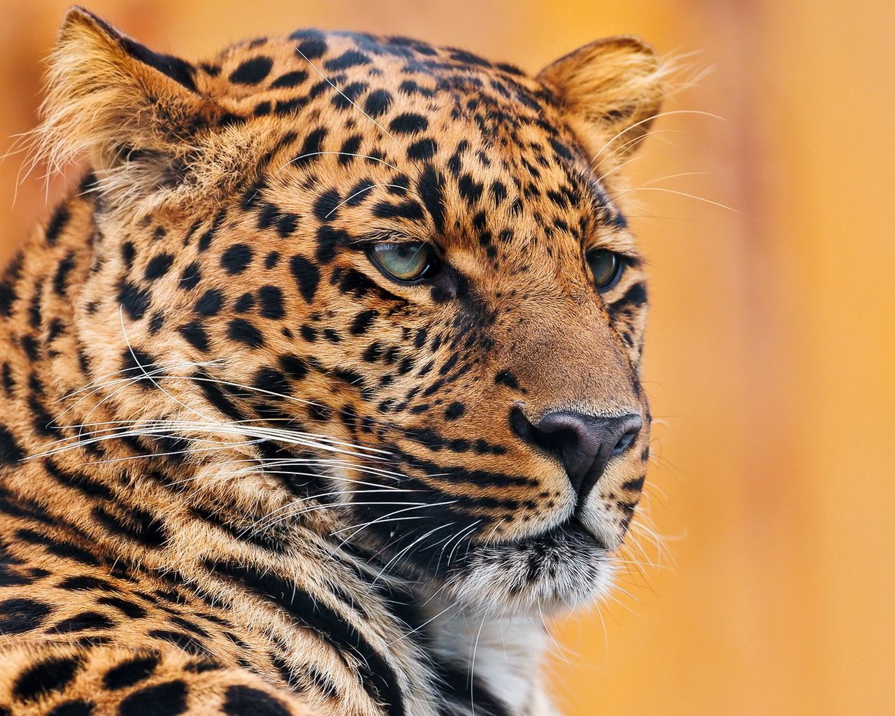 Download wallpaper 1280x1024 leopard, face, spotted, look standard 5:4 ...