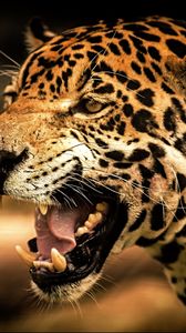 Preview wallpaper leopard, face, teeth, eyes