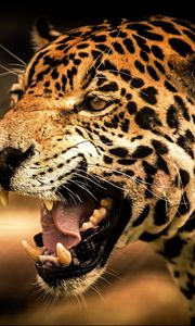 Preview wallpaper leopard, face, teeth, eyes