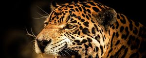 Preview wallpaper leopard, face, teeth, eyes