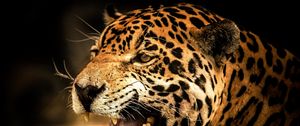 Preview wallpaper leopard, face, teeth, eyes