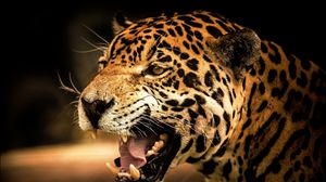 Preview wallpaper leopard, face, teeth, eyes