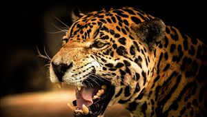 Preview wallpaper leopard, face, teeth, eyes