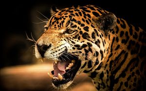 Preview wallpaper leopard, face, teeth, eyes