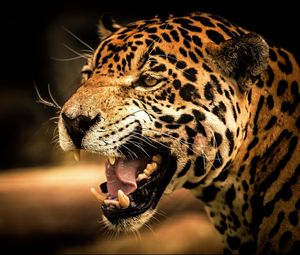 Preview wallpaper leopard, face, teeth, eyes