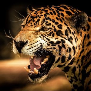 Preview wallpaper leopard, face, teeth, eyes