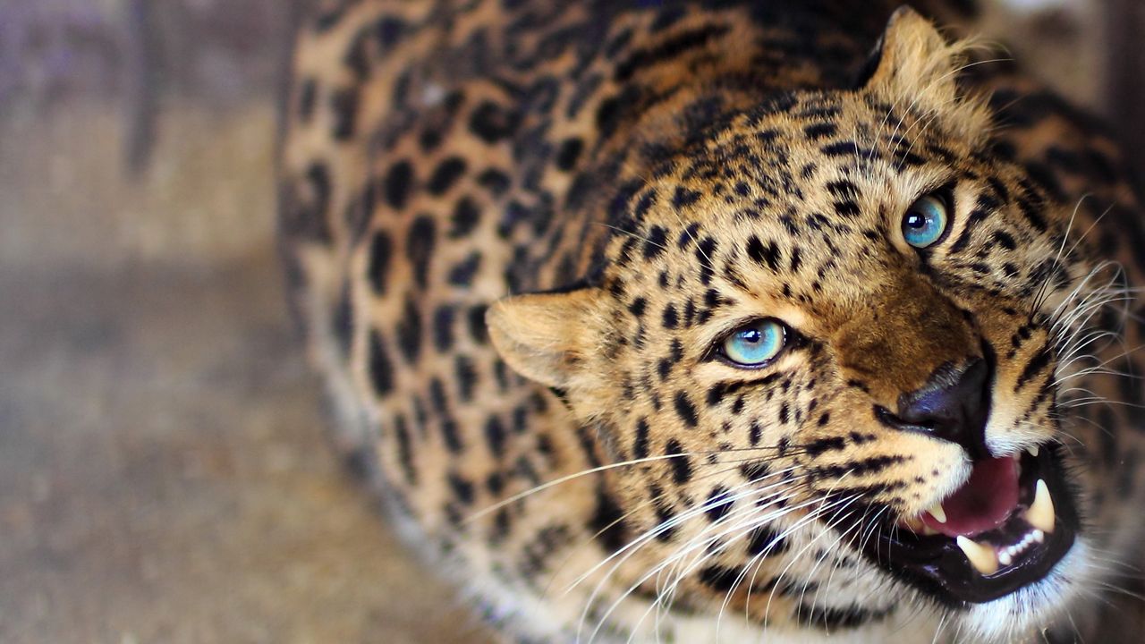 Wallpaper leopard, face, teeth, eyes