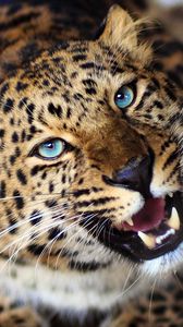 Preview wallpaper leopard, face, teeth, eyes