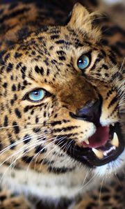 Preview wallpaper leopard, face, teeth, eyes