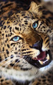 Preview wallpaper leopard, face, teeth, eyes