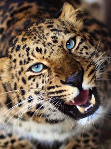 Preview wallpaper leopard, face, teeth, eyes