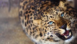 Preview wallpaper leopard, face, teeth, eyes