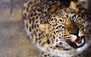 Preview wallpaper leopard, face, teeth, eyes