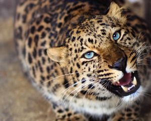 Preview wallpaper leopard, face, teeth, eyes