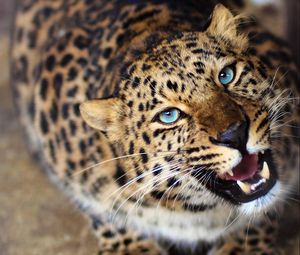 Preview wallpaper leopard, face, teeth, eyes