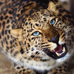 Preview wallpaper leopard, face, teeth, eyes