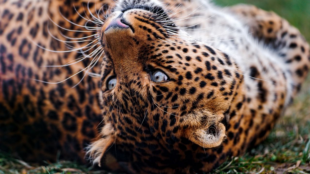 Wallpaper leopard, face, tumble, predator