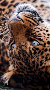 Preview wallpaper leopard, face, tumble, predator