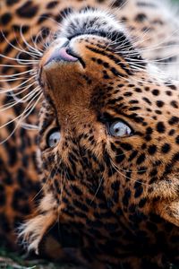 Preview wallpaper leopard, face, tumble, predator
