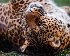 Preview wallpaper leopard, face, tumble, predator