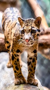 Preview wallpaper leopard, glance, animal, predator, big cat