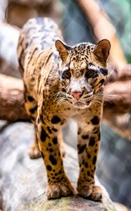 Preview wallpaper leopard, glance, animal, predator, big cat
