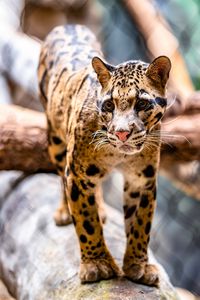 Preview wallpaper leopard, glance, animal, predator, big cat