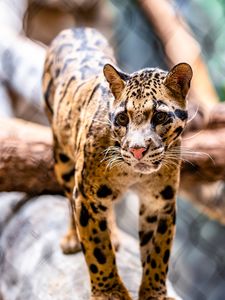 Preview wallpaper leopard, glance, animal, predator, big cat
