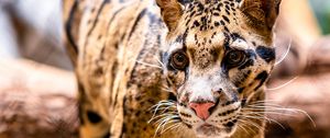 Preview wallpaper leopard, glance, animal, predator, big cat