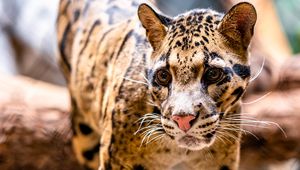 Preview wallpaper leopard, glance, animal, predator, big cat