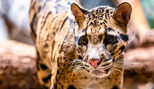 Preview wallpaper leopard, glance, animal, predator, big cat