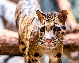 Preview wallpaper leopard, glance, animal, predator, big cat
